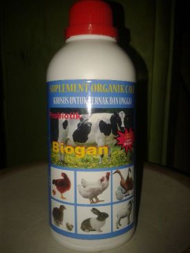 cara pemberian pakan ayam bangkok agar cepat besar | caramurahmeriah.blogspot.com